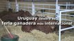 Uruguay impulsa el turismo sostenible en su feria ganadera más internacional