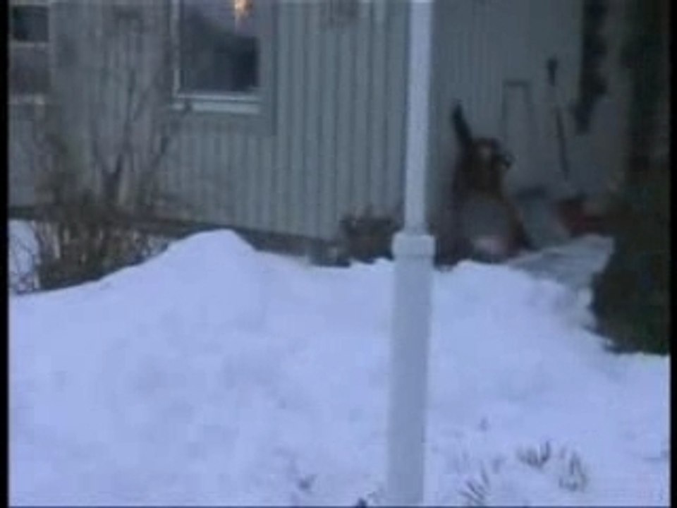 Project Twin Monster Truck