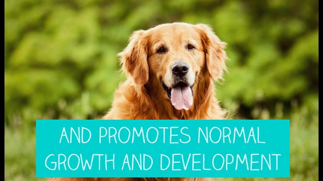 Vitamin Supplement from NuVet Labs for Your Pets