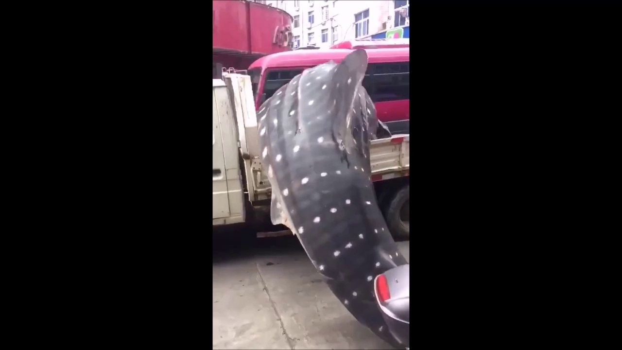 Ce que tu peux croiser en Thaïlande... Un enorme requin sur un camion