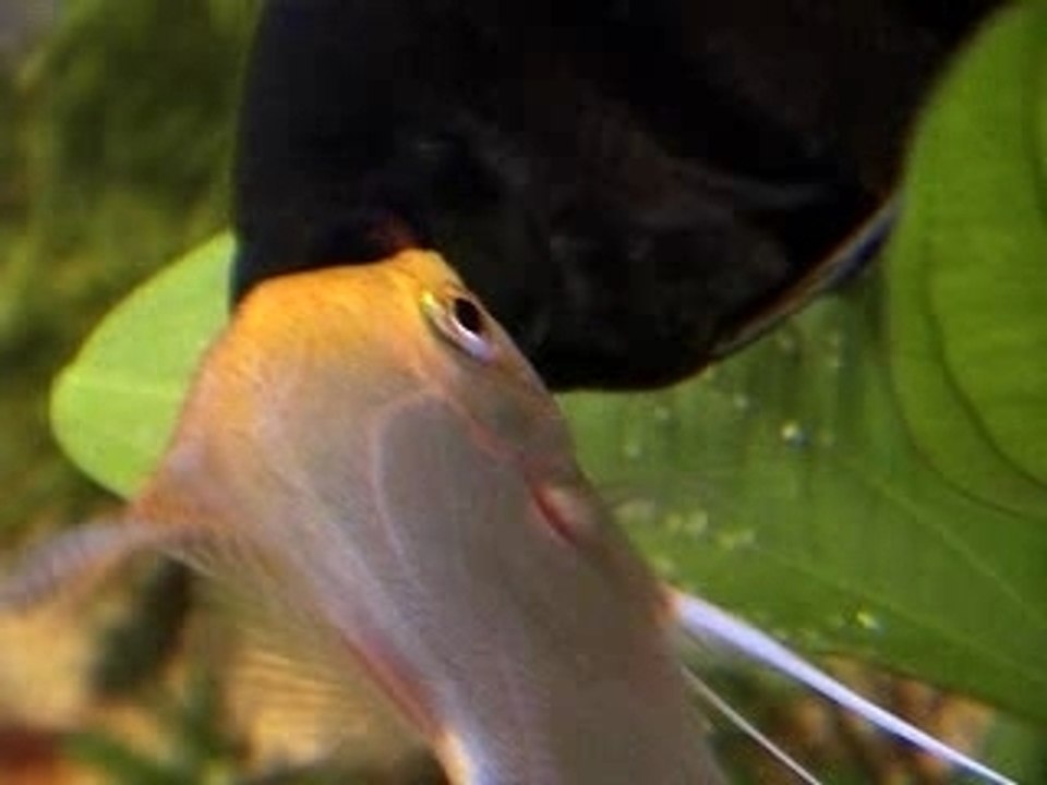 Ponte scalaires 01.11.07