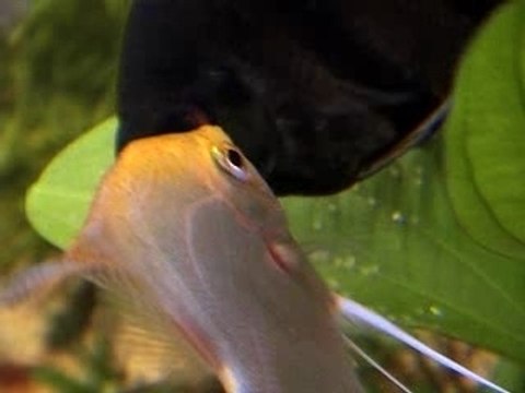 Ponte scalaires 01.11.07