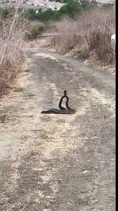 Regardez ces 2 serpents à sonnette danser au milieu de la route