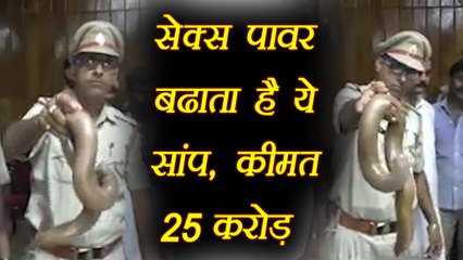 सेक्स पावर बढाता है ये सांप , कीमत 25 करोड़ | वनइंडिया हिंदी