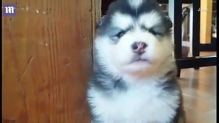 Alaskan Malamute puppy can't figure out how to growl