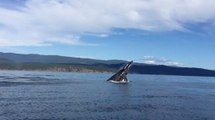 Magnifiques images d'une baleine a bosse !