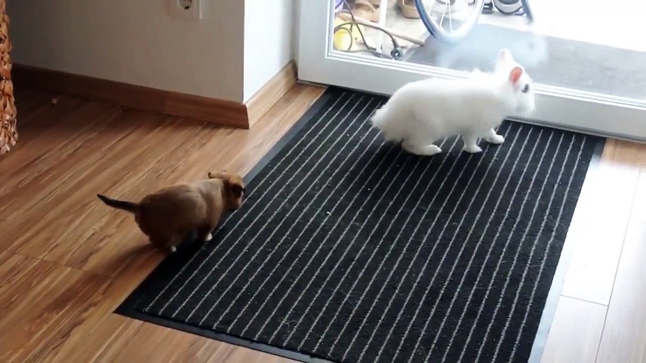 Un lapin rencontre le nouveau chiot de la famille !
