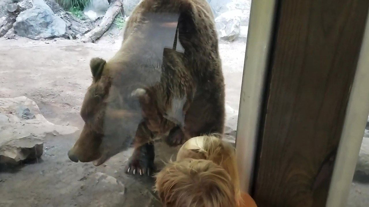 Un ours fait caca contre une vitre