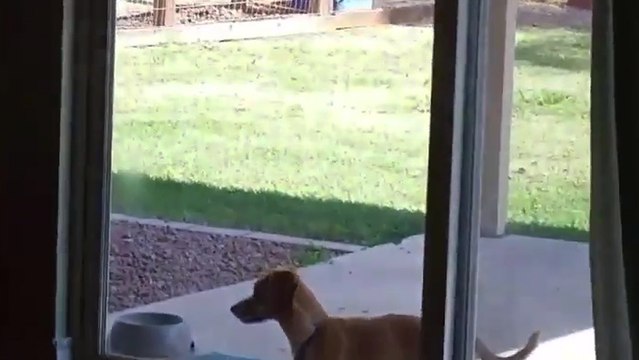 Un petit chien déterminé ouvre une porte fenêtre