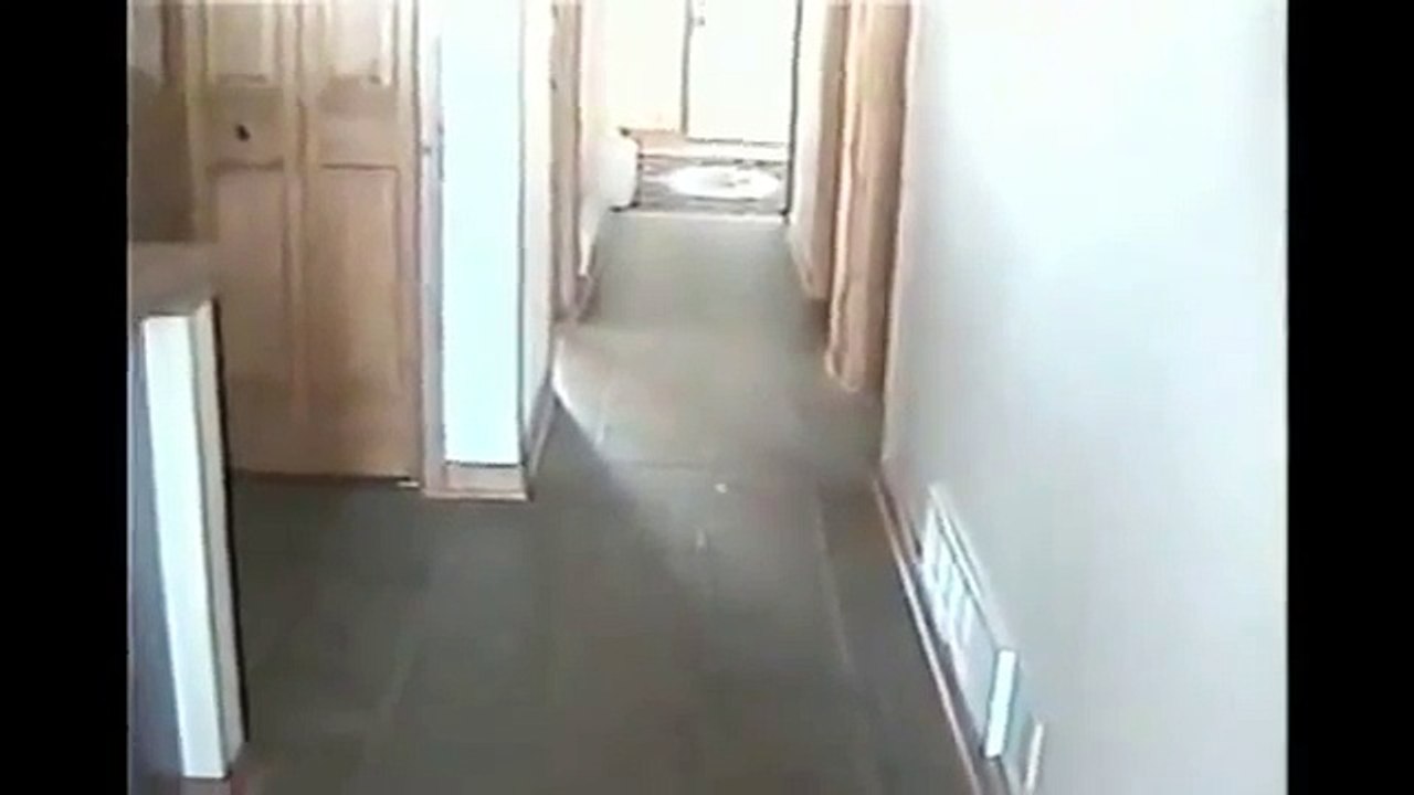 Un agneau se perd dans une maison et n’arrive pas à déterminer d’où vient la voix de sa maîtresse.