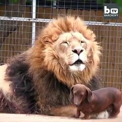 le lion et le chien