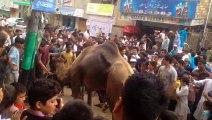 Camel Qurbani |Qurbani 2017