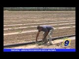 Trinitapoli | Agricoltori in ginocchio dopo il maltempo