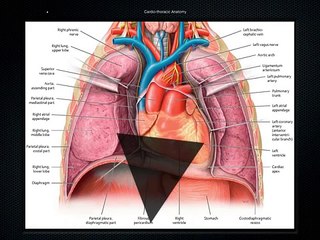 ULTRASOUND VIDEO 19 Cardiac-Ultrasound