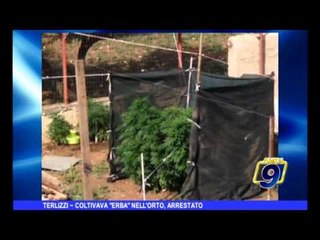 TERLIZZI | coltivava "erba" nell'orto, arrestato