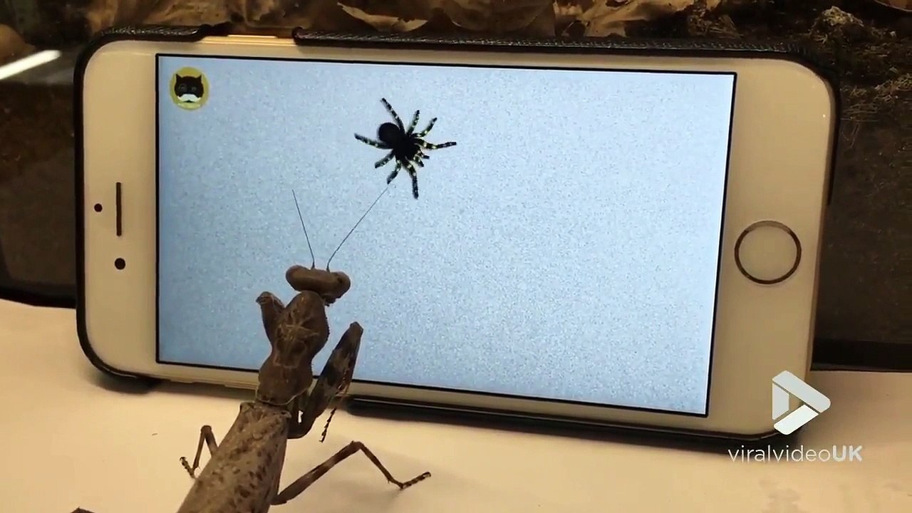 L'araignée dans l'écran d'iphone attire cette mante religieuse affamée !!