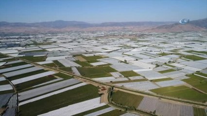 Sarıgöl Ovasında Örtü Altına Alınan Üzüm Bağları Havadan Görüntülendi