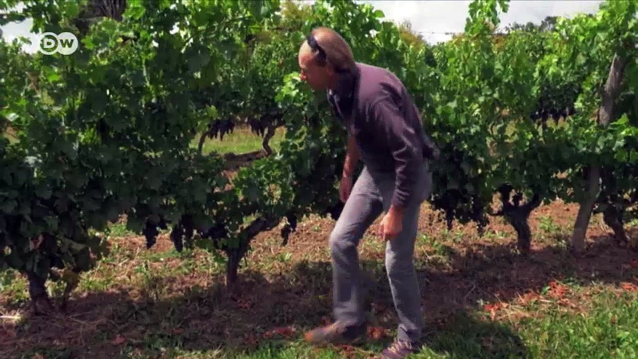 Frankreichs Briten und der Brexit | DW Deutsch