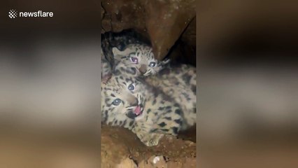Snow leopard cubs hiss and growl at Chinese villagers