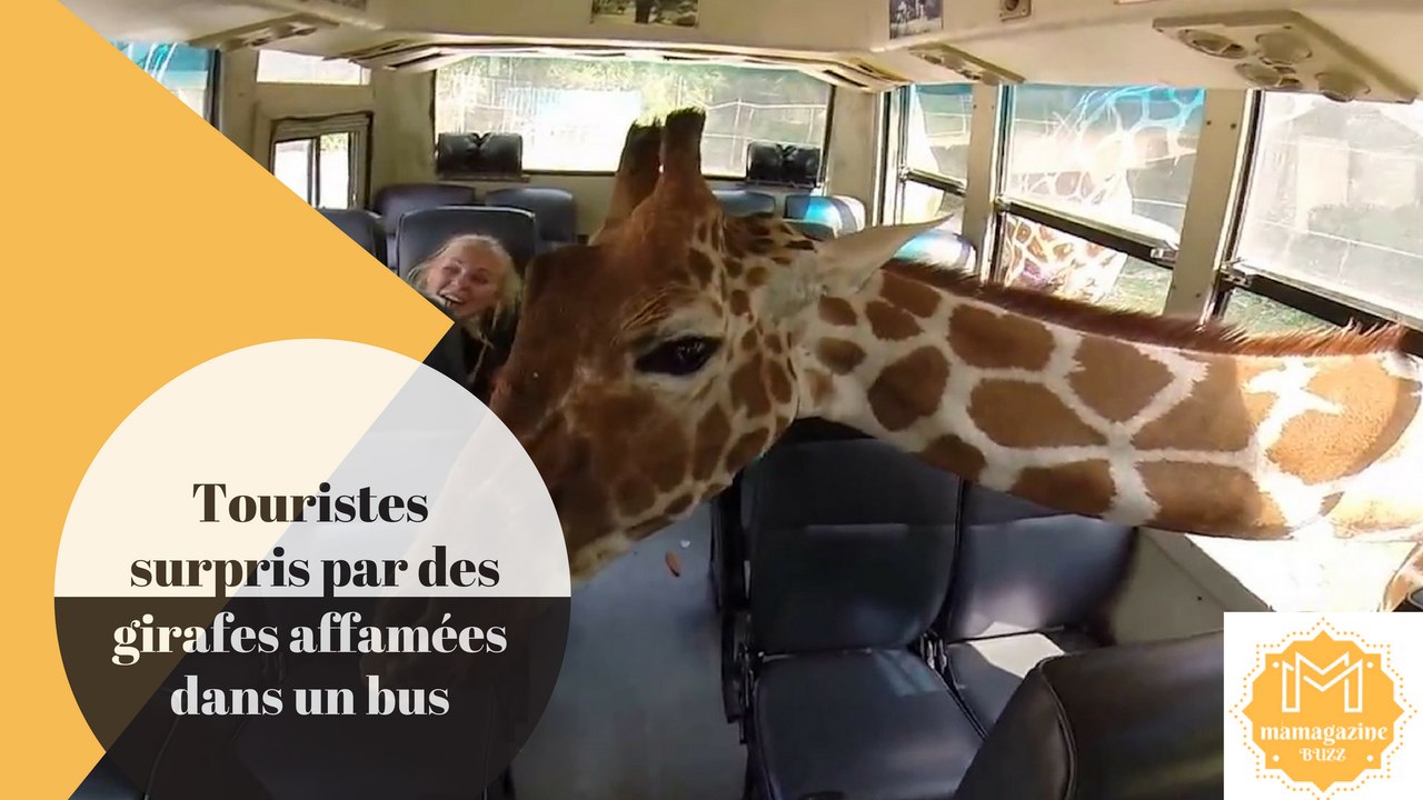 Touristes surpris par des girafes affamées dans un bus!!