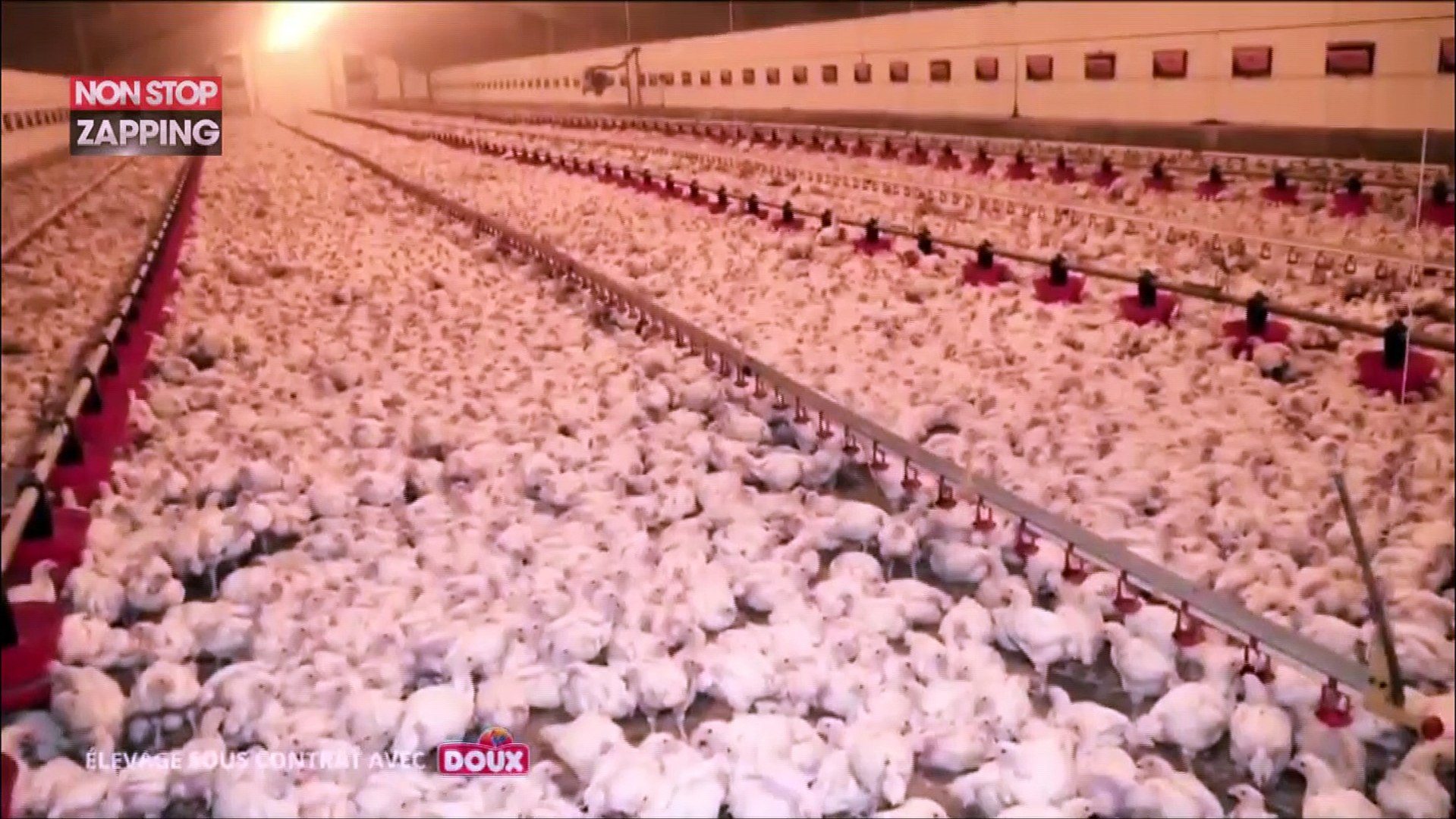 La nouvelle vidéo choc de L214 dans un élevage de poulets en Vendée - Vidéo  Dailymotion
