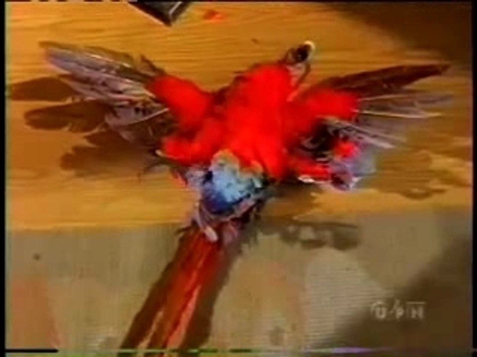 Red Macaw Bites Crotch of Burgular