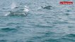 Des dizaines de dauphins aperçus au large de Saint-Brieuc
