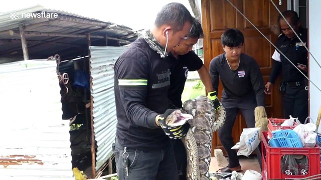 Massive python regurgitates family's pet cat