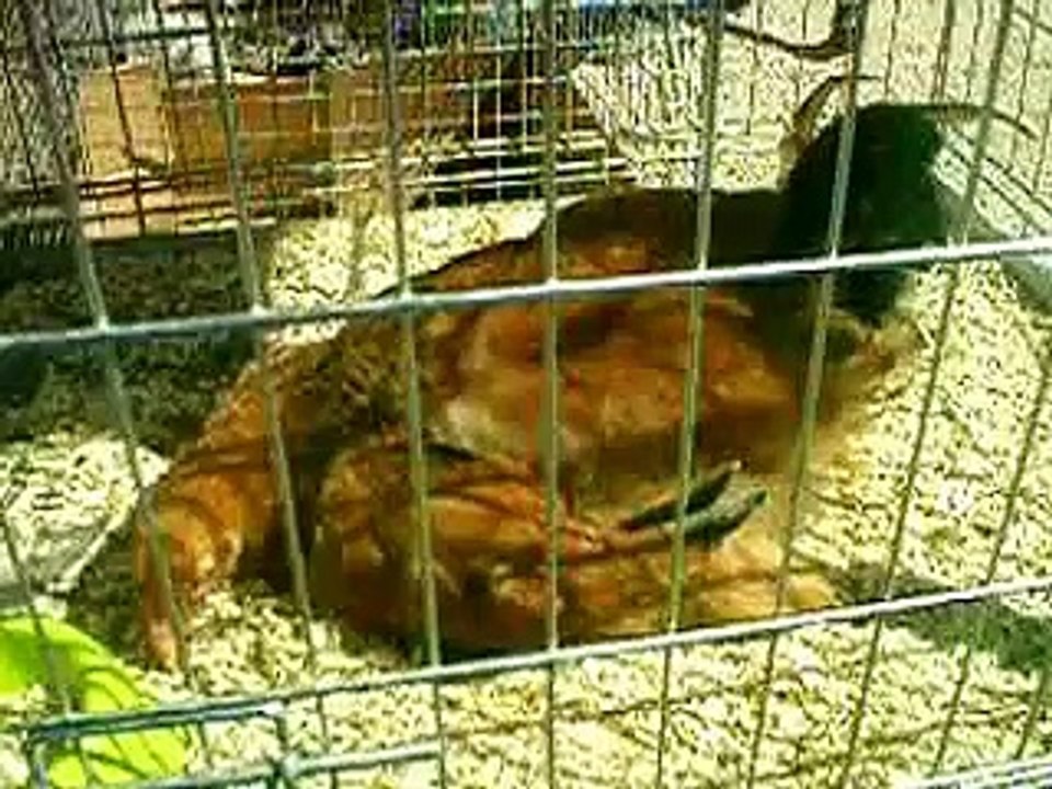 Fiera mercato Osteria Nuova (RI) settembre 2017 parte 3