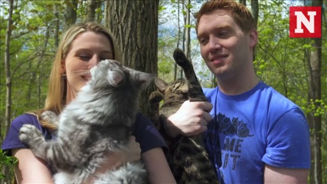 Meet the cat 'brothers' breaking Guinness World Records