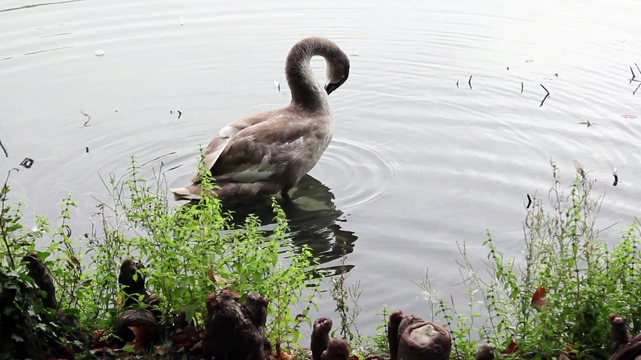 La toilette du lac du signe au Bois de Vincennes.