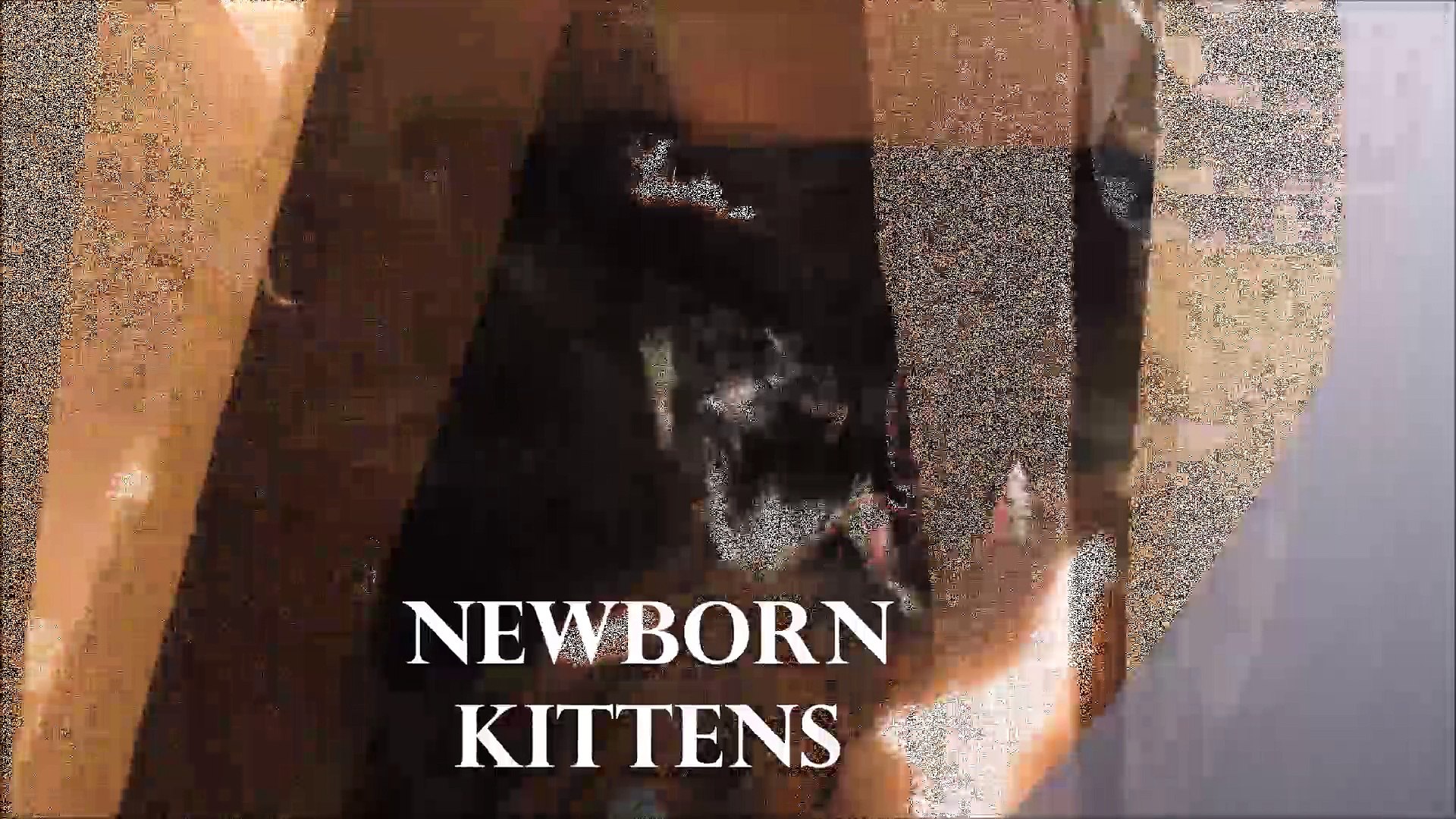 ⁣Newborn Kittens