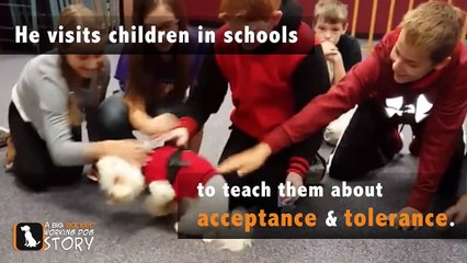 Noah The Blind Rescue Dog