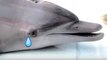 Anda pasti menangis, lumba-lumba disiksa dan kisah hewan menyedihkan lainnya - Kompilasi