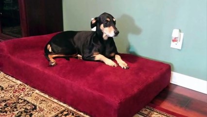 Having A Hard Time Cleaning Your Dog's Bed?