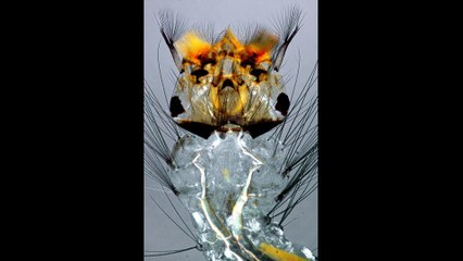 Micro Photo : Comme du cristal de roche...