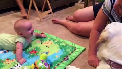Cutest Dogs & Adorable Baby Video Compilation October 2016 | Funny Pet Videos