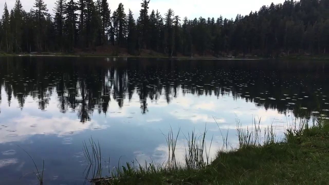 Des insectes bougent à la surface d'un lac