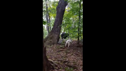 Este perro 'echa' a cualquiera de su territorio… ¡hasta a un oso!