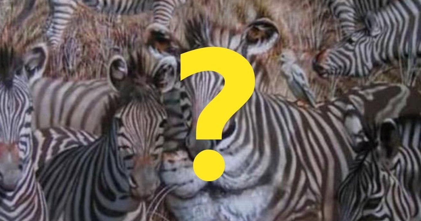 TEST LIČNOSTI: Životinja koju ste prvu ugledali - Zebra