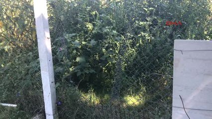 Sakarya 10 Kez Çiftliğe Girip 500 Tavuk Çaldılar