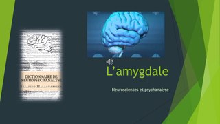 Neurosciences et psychanalyse-amygdale