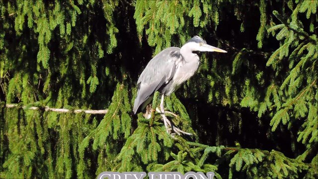 Grey Heron ~ Ardea cinerea