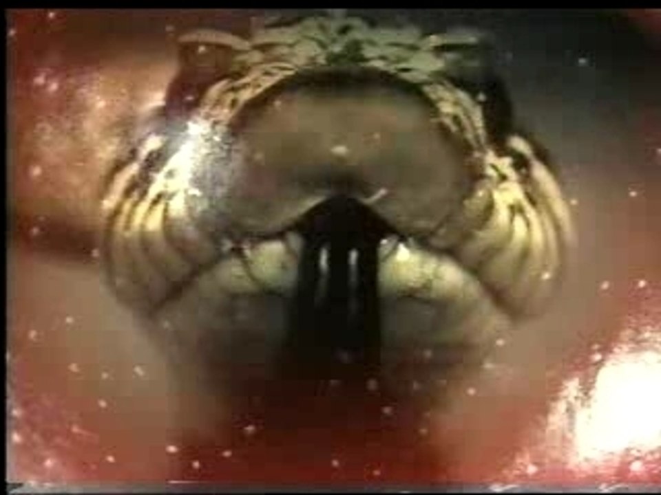 WWF-Stone Cold Titantron