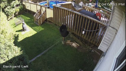 Bear Busts Bird-Feeder