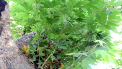 Battalgazi'nin Çınarı Zamana Meydan Okuyor