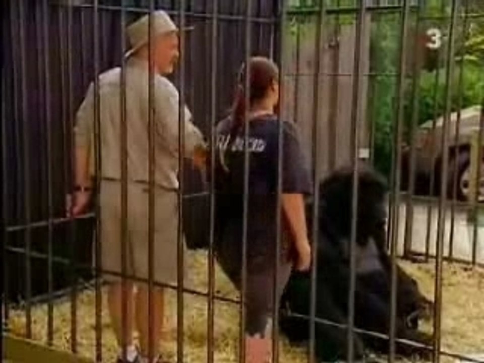video gag gorille