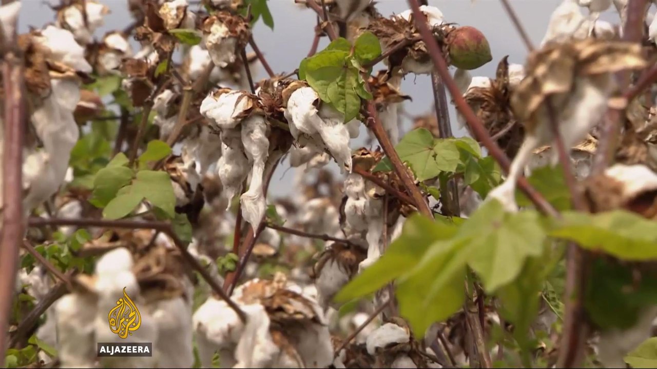 US: Hurricane Harvey leaves Texan cotton growers in despair