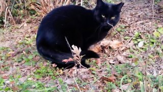 【地域猫】何かを必死に訴えてくるクロネコ【公園猫探索】