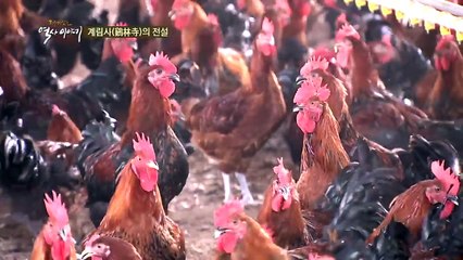 계림사의 전설 / YTN (Yes! Top News)